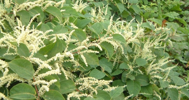 Would You Buy A Property With Japanese Knotweed If The Price Was Right Property Reporter